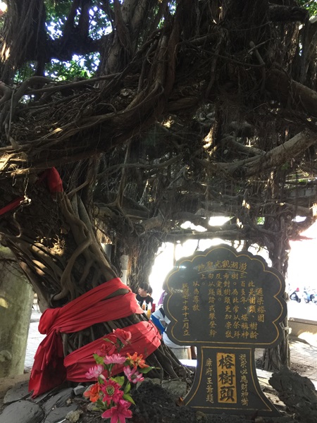 The Old Ficus Benjamina