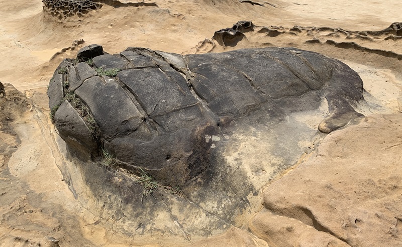 Yehliu Geopark Cockroach