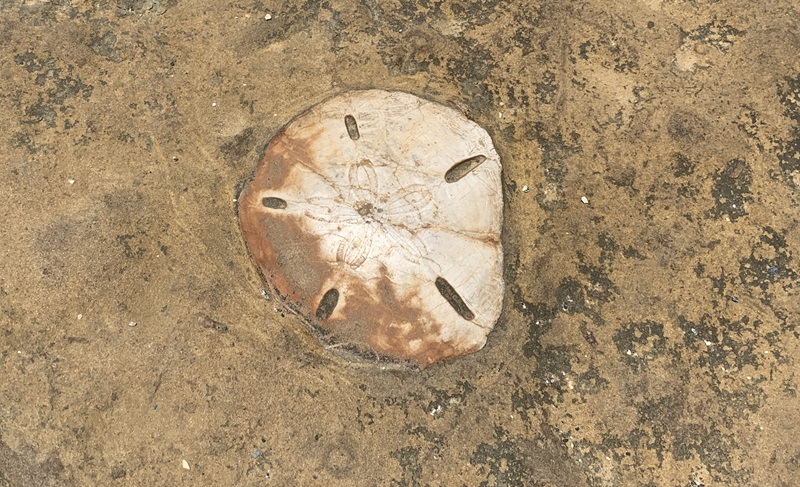 Yehliu Geopark Sea Urchin Fossil